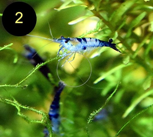 Zwerggarnele, Carbon Rili Blue, Orange Sakura, Red Fire, Red Rili