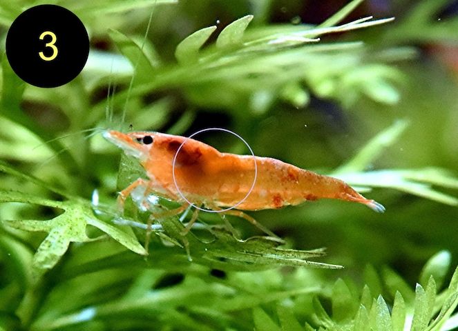 Zwerggarnele, Carbon Rili Blue, Orange Sakura, Red Fire, Red Rili