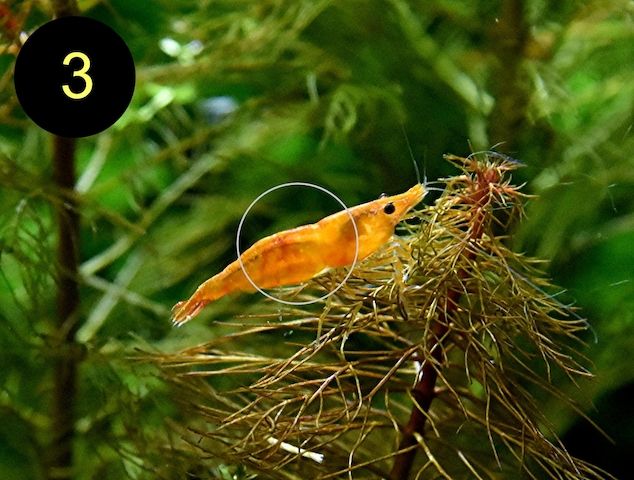 Zwerggarnele, Carbon Rili Blue, Orange Sakura, Red Fire, Red Rili