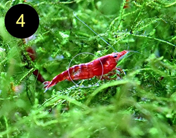 Zwerggarnele, Carbon Rili Blue, Orange Sakura, Red Fire, Red Rili