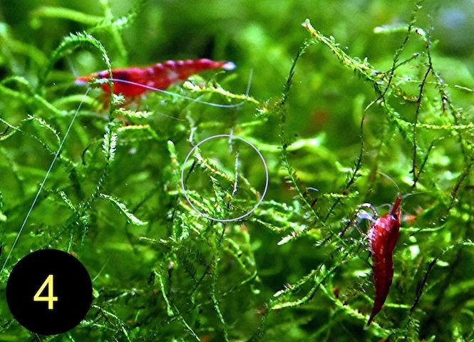 Zwerggarnele, Carbon Rili Blue, Orange Sakura, Red Fire, Red Rili