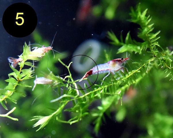 Zwerggarnele, Carbon Rili Blue, Orange Sakura, Red Fire, Red Rili