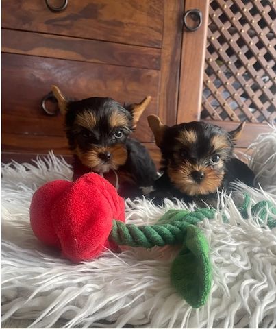 Yorkshire Terrier Welpen