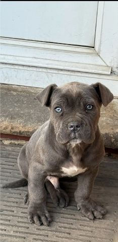 🐾 Reinrassige blaue Cane Corso Welpen – Außergewöhnliche Blutlinien 🐾