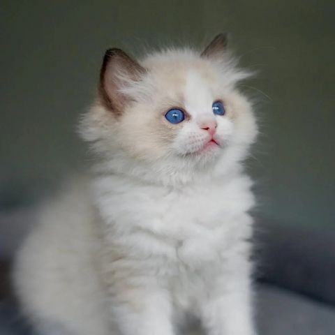 Elegantes Ragdoll-Kätzchen abzugeben