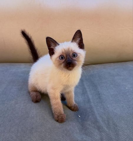 *Wunderschönes Siamkätzchen