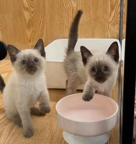 Exquisites Siamkätzchen