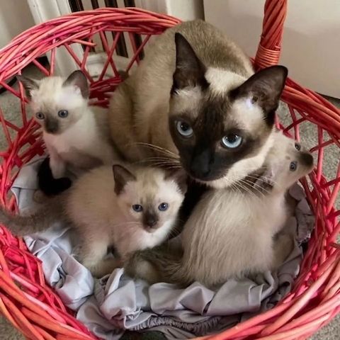 Wunderschönes Siamkätzchen –