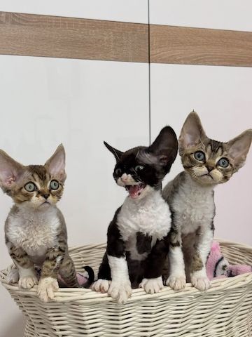 Wunderschönes Devon Rex-Kätzchen