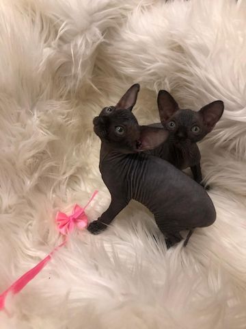 Exquisites Devon Rex-Kätzchen