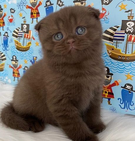 Wunderschönes braunes Ragdoll-Kätzchen