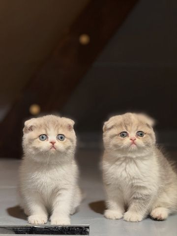 Bezauberndes Scottish-Fold-Kätzchen