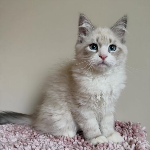 Wunderschönes Sibirisches Kätzchen