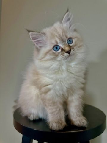 Wunderschönes Sibirisches Kätzchen