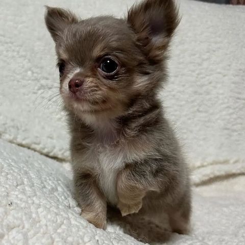 Chihuahua-Welpen zu verkaufen