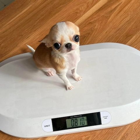 Außergewöhnliche Chihuahua-Welpen zu verkaufen