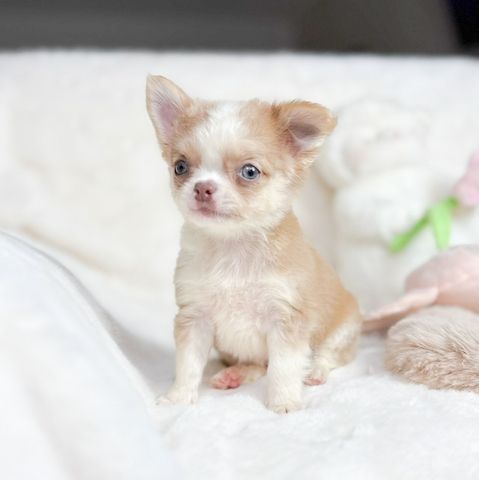 Elite-Chihuahua-Welpen zu verkaufen