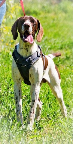 Scout - bereit für Abenteuer