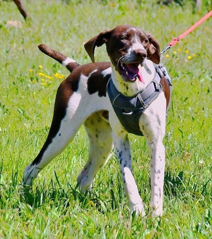 Scout - bereit für Abenteuer