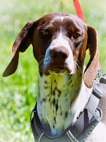 Scout - bereit für Abenteuer