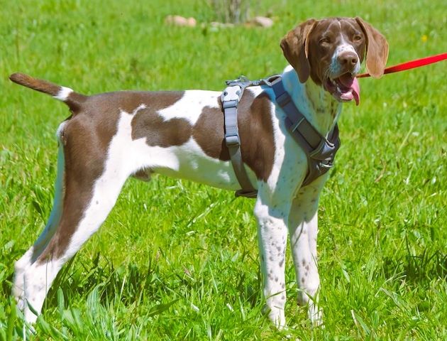 Scout - bereit für Abenteuer