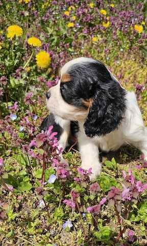 Cavalier King Charles Spaniel Junge