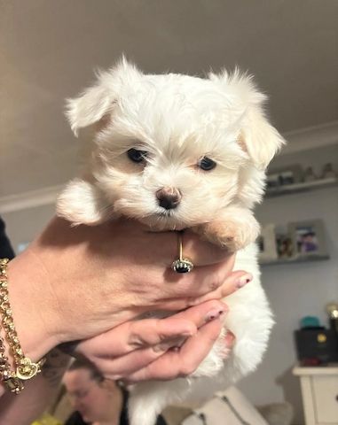 wunderschönen Wurf koreanischer Malteserwelpen abzugeben