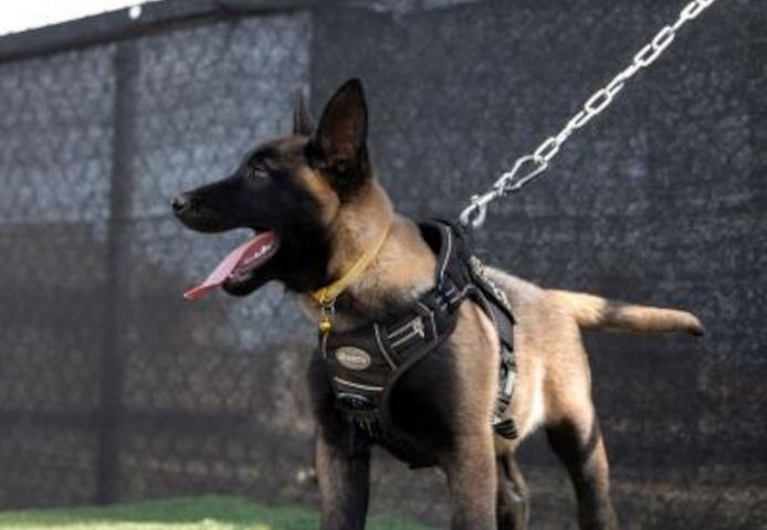 Belgische Schäferhundwelpen