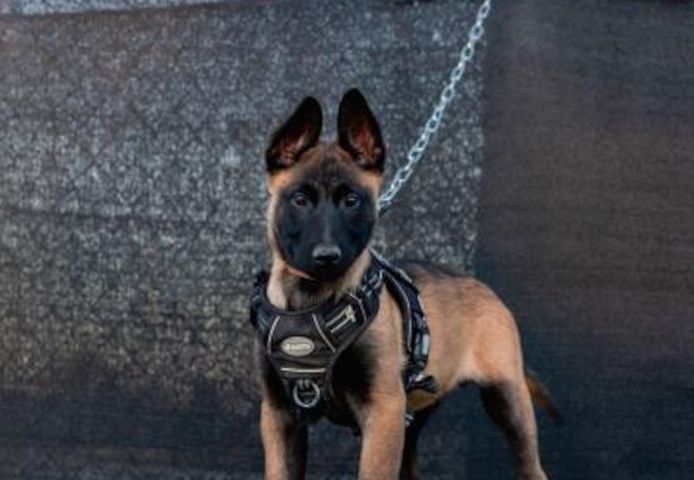 Belgische Schäferhundwelpen