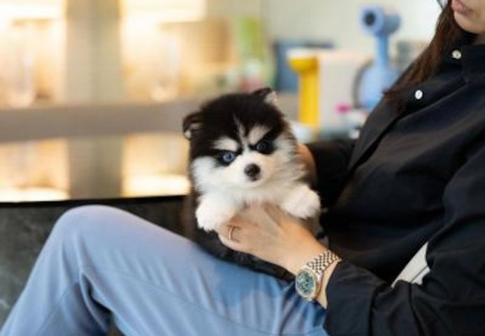 Pomsky-Welpen verfügbar