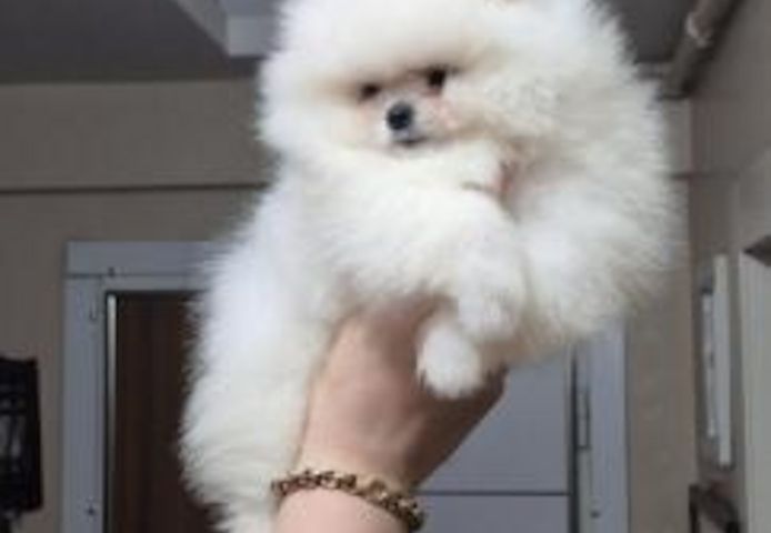 Zwergspitzwelpen verfügbar