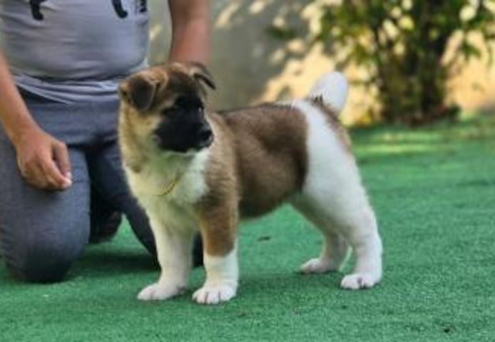 Akita-Welpen verfügbar