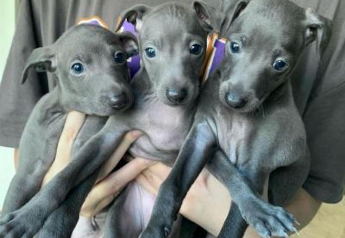 Italienische Windhundwelpen