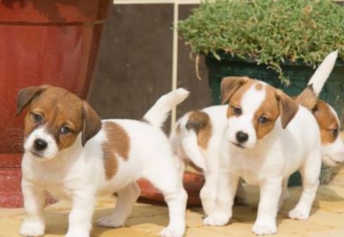 Jack-Russell-Terrier-Welpen