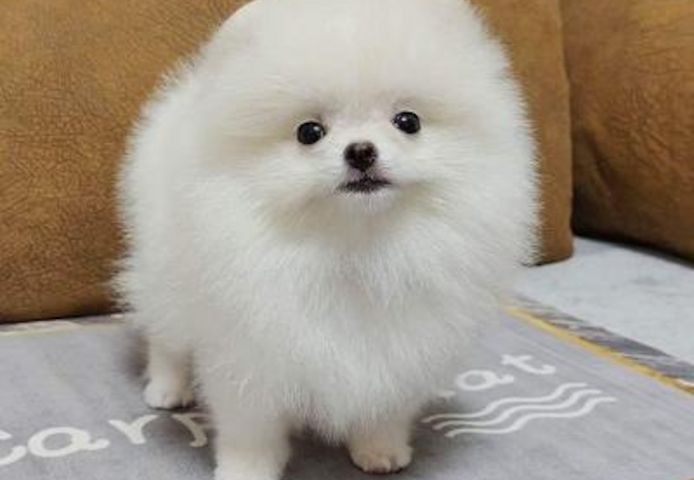 Pommersche Welpen verfügbar