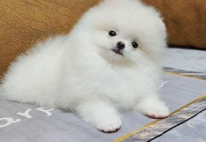 Pommersche Welpen verfügbar