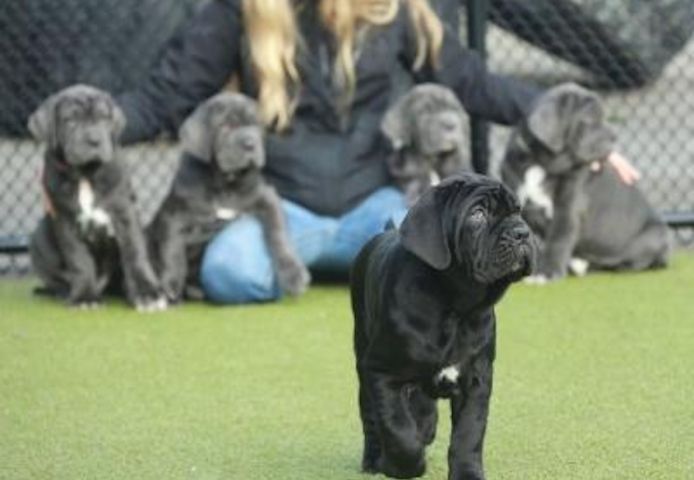 Neapolitanische Mastiff-Welpen