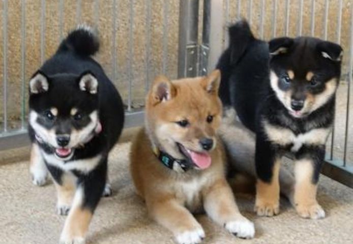Shiba Inu Welpen