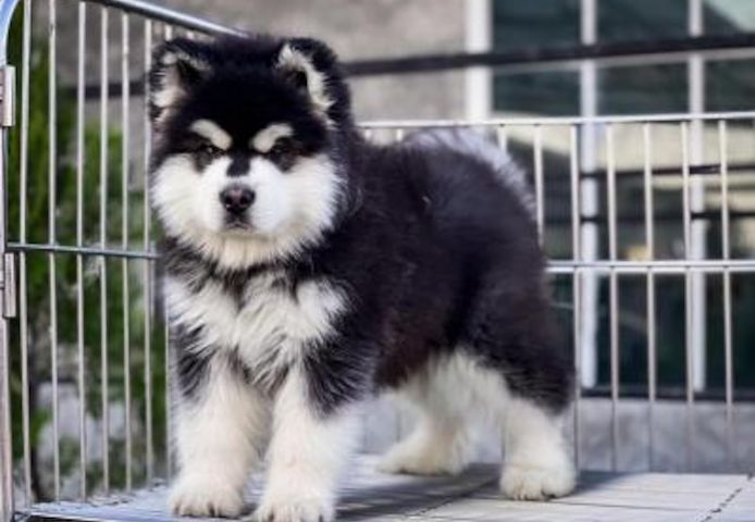 Alaskan Malamute-Welpen verfügbar