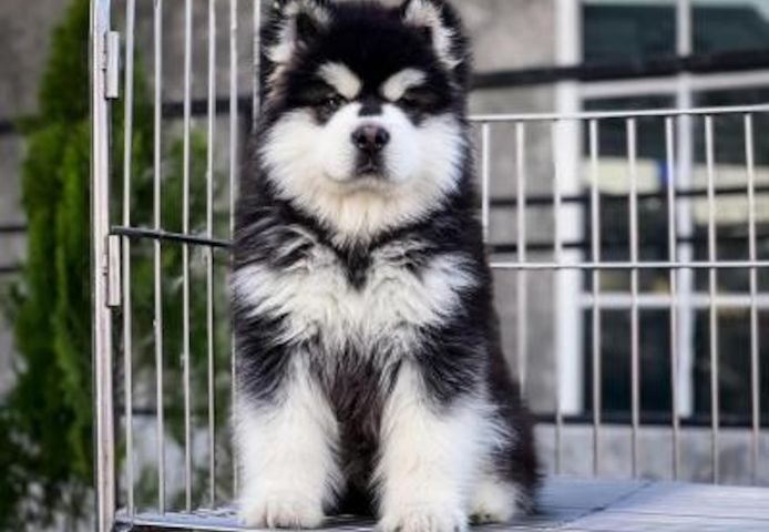 Alaskan Malamute-Welpen verfügbar