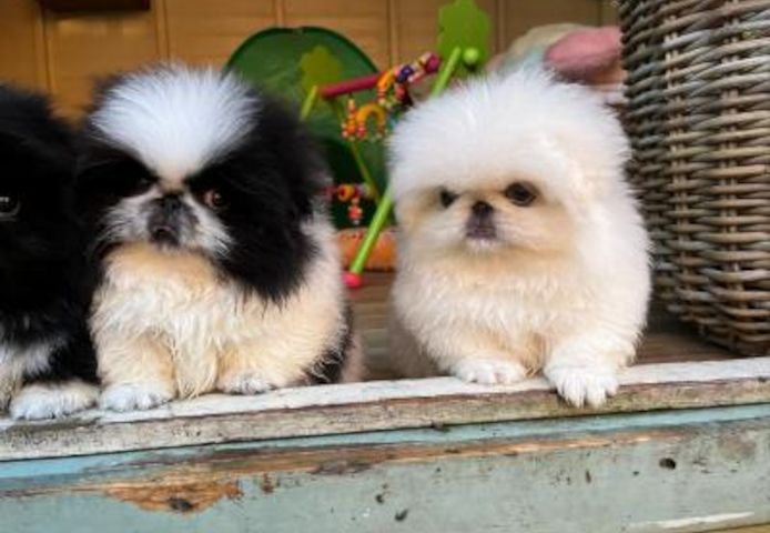 Pekinesen-Welpen verfügbar