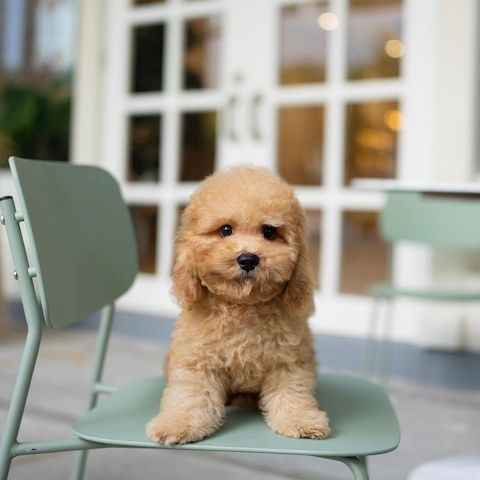 Goldendoodle-Welpen verfügbar