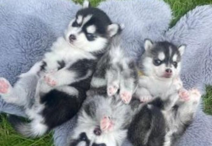 Wunderschöne Siberian Husky-Welpen