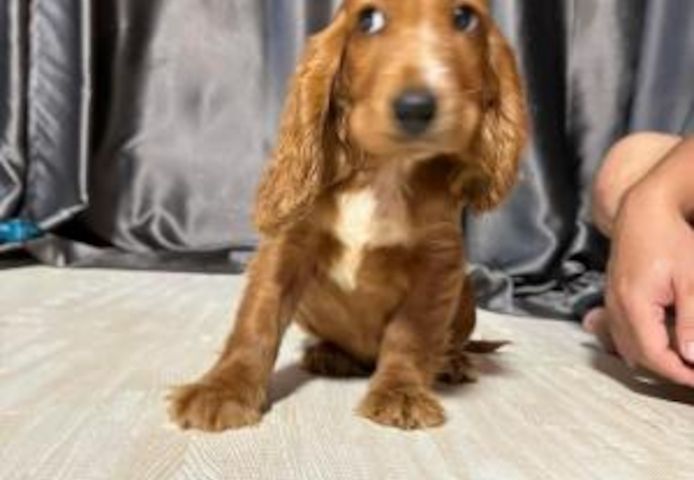 Cocker Spaniel Welpen