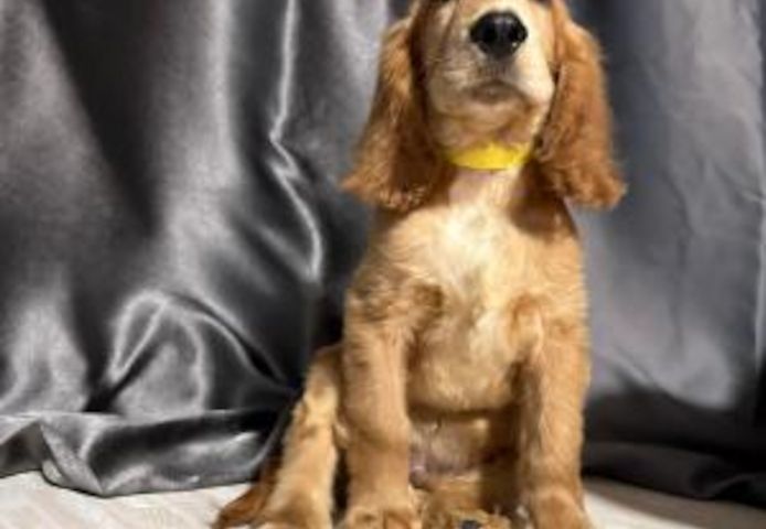 Cocker Spaniel Welpen