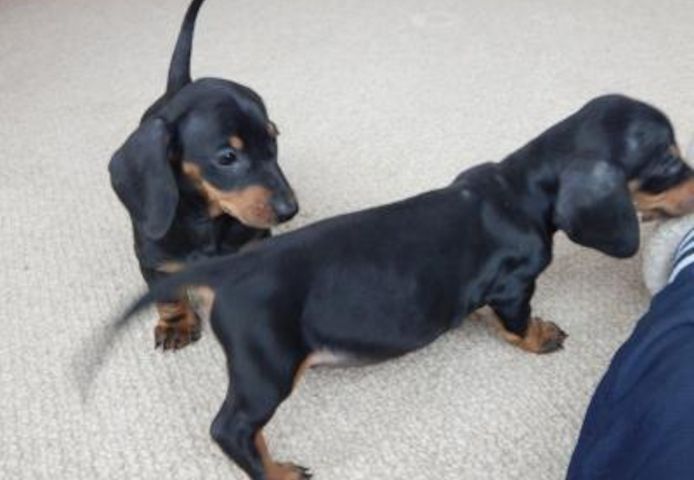 Dackelwelpen