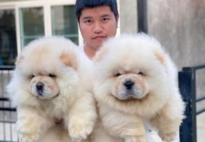 Chow-Chow-Welpen