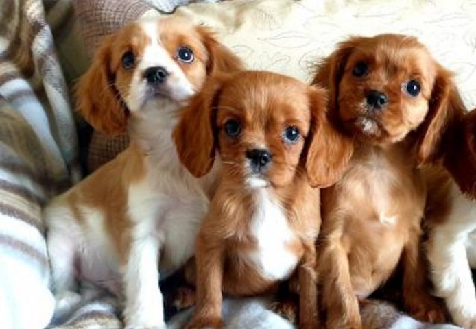 Cavalier King Charles Spaniel Welpen