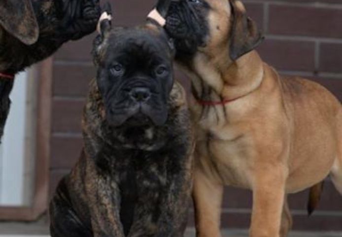 BullMastiff-Welpen