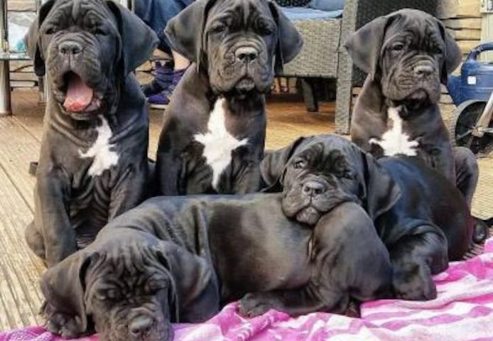 Cane Corso-Welpen